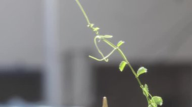 Doğadaki Hint İlaç Fabrikası