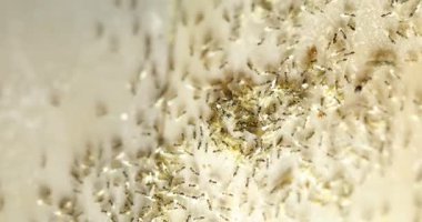 siyah karıncalar yiyecek taşıyan