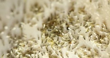 siyah karıncalar yiyecek taşıyan