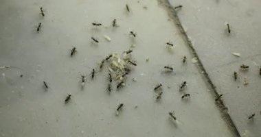 siyah karıncalar yiyecek taşıyan