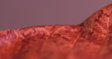 Stüdyo çekiminde Kuru Yaprak Dokusu