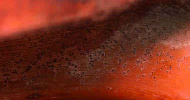 Virüs Kuru Yaprakta