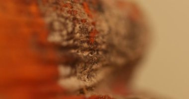 Virüs Kuru Yaprakta