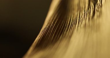 Stüdyo çekiminde Kuru Yaprak Dokusu