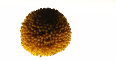 Stüdyoda Hint Tıbbı Kuru Meyve