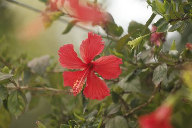 Dolu Açan Kırmızı Hibiscus Çiçeği