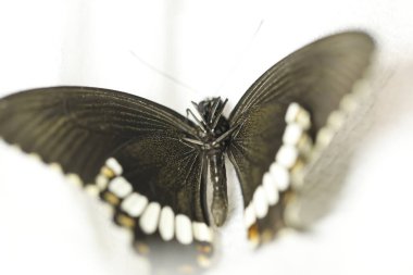 Zarif Siyah Kelebek Stüdyoda Yakalandı