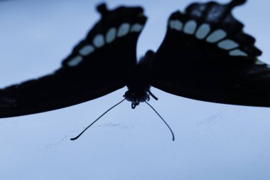 Zarif Siyah Kelebek Stüdyoda Yakalandı