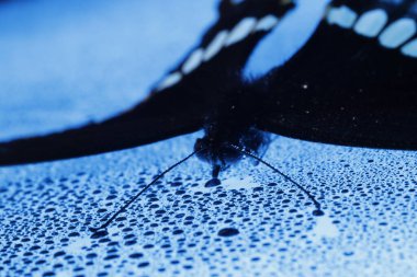 Zarif Siyah Kelebek Stüdyoda Yakalandı