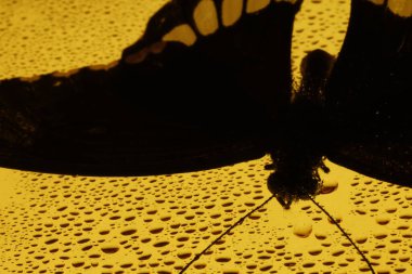 Zarif Siyah Kelebek Stüdyoda Yakalandı