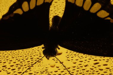 Zarif Siyah Kelebek Stüdyoda Yakalandı