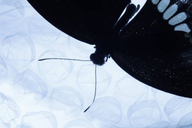 Zarif Siyah Kelebek Stüdyoda Yakalandı