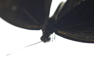 Zarif Siyah Kelebek Stüdyoda Yakalandı