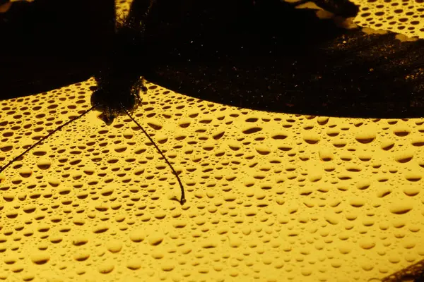 Zarif Siyah Kelebek Stüdyoda Yakalandı