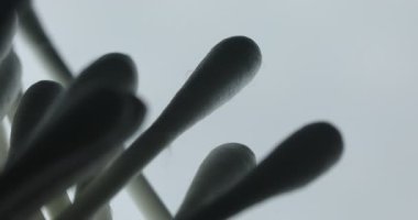 Kulak Kanalı Temizleme İçin Beyaz Tomurcukların Silüeti