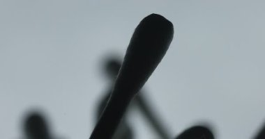 Kulak Kanalı Temizleme İçin Beyaz Tomurcukların Silüeti