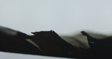 Stüdyo çekiminde Kuru Yaprak Dokusu