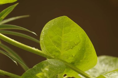 Hint İlaçlı Bitki Yaprakları makro shot 'ı