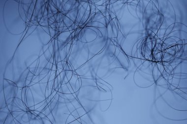 Ayışığı tarafından aydınlatılan Makro Saç Çekimi