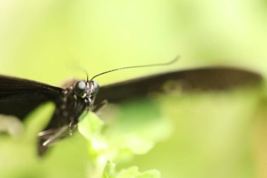 Yaprak Makro 'nun üzerinde siyah tereyağı sineği