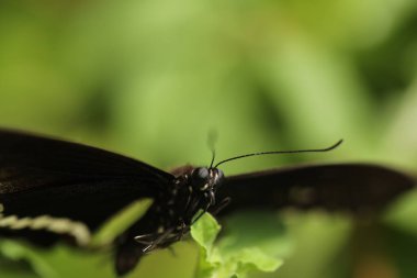 Yaprak Makro 'nun üzerinde siyah tereyağı sineği