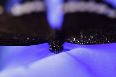 Zarif Siyah Kelebek Stüdyoda Yakalandı