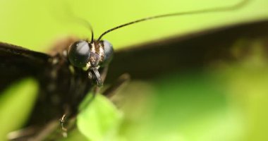 bir bitki üzerinde siyah kelebek
