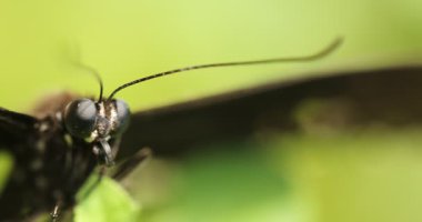 bir bitki üzerinde siyah kelebek