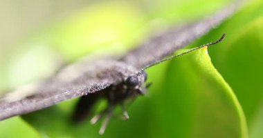 bir bitki üzerinde siyah kelebek