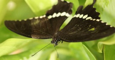 bir bitki üzerinde siyah kelebek