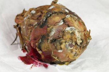 Stüdyo Işığında Hasarlı Ejder Meyvesi