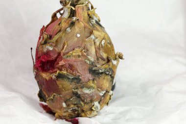 Stüdyo Işığında Hasarlı Ejder Meyvesi