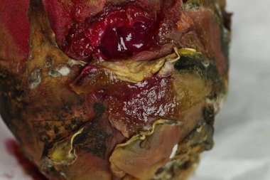 Stüdyo Işığında Hasarlı Ejder Meyvesi