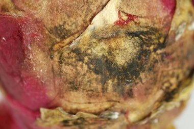 Stüdyo Işığında Hasarlı Ejder Meyvesi