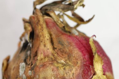 Stüdyo Işığında Hasarlı Ejder Meyvesi