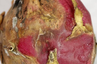 Stüdyo Işığında Hasarlı Ejder Meyvesi