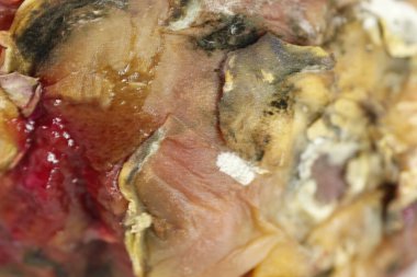 Stüdyo Işığında Hasarlı Ejder Meyvesi