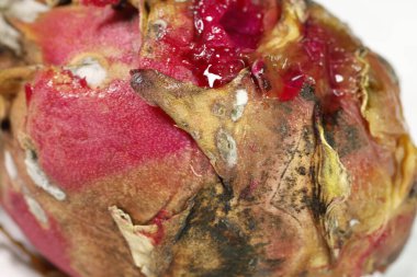 Stüdyo Işığında Hasarlı Ejder Meyvesi