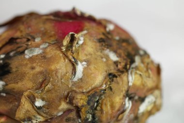 Stüdyo Işığında Hasarlı Ejder Meyvesi