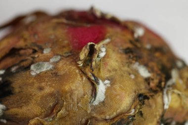 Stüdyo Işığında Hasarlı Ejder Meyvesi