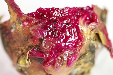 Stüdyo Işığında Hasarlı Ejder Meyvesi