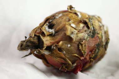 Stüdyo Işığında Hasarlı Ejder Meyvesi