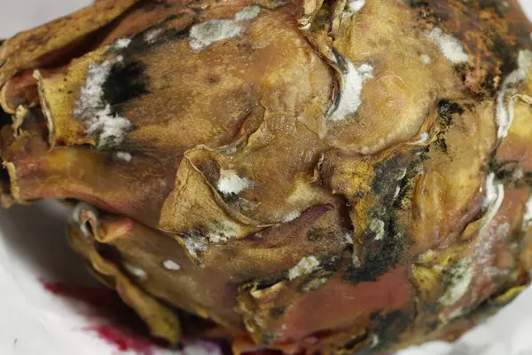 Stüdyo Işığında Hasarlı Ejder Meyvesi