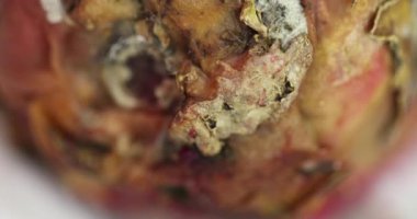 Stüdyo Işığında Hasarlı Ejder Meyvesi