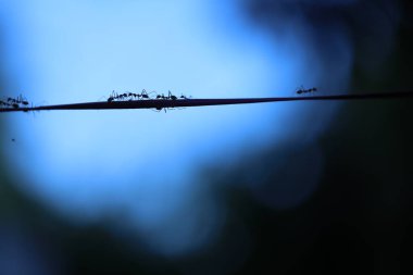 Ay Işığındaki Karıncaların Silueti