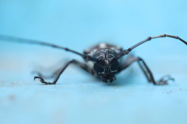 Mango Kök Sıkıcı Macro İstilası Çekimi