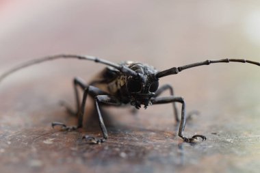 Mango Kök Sıkıcı Macro İstilası Çekimi