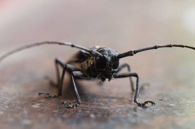 Mango Kök Sıkıcı Macro İstilası Çekimi