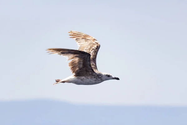 Seagull in flight over the Adriatic Sea
