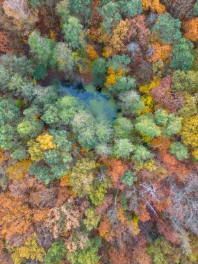 Parkta sonbahar renklerinde gölet - Pabianice - Polonya
